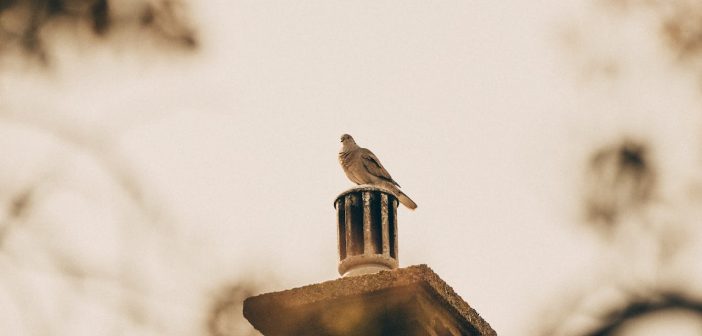 Voorkom een schoorsteenbrand met deze slimme tips